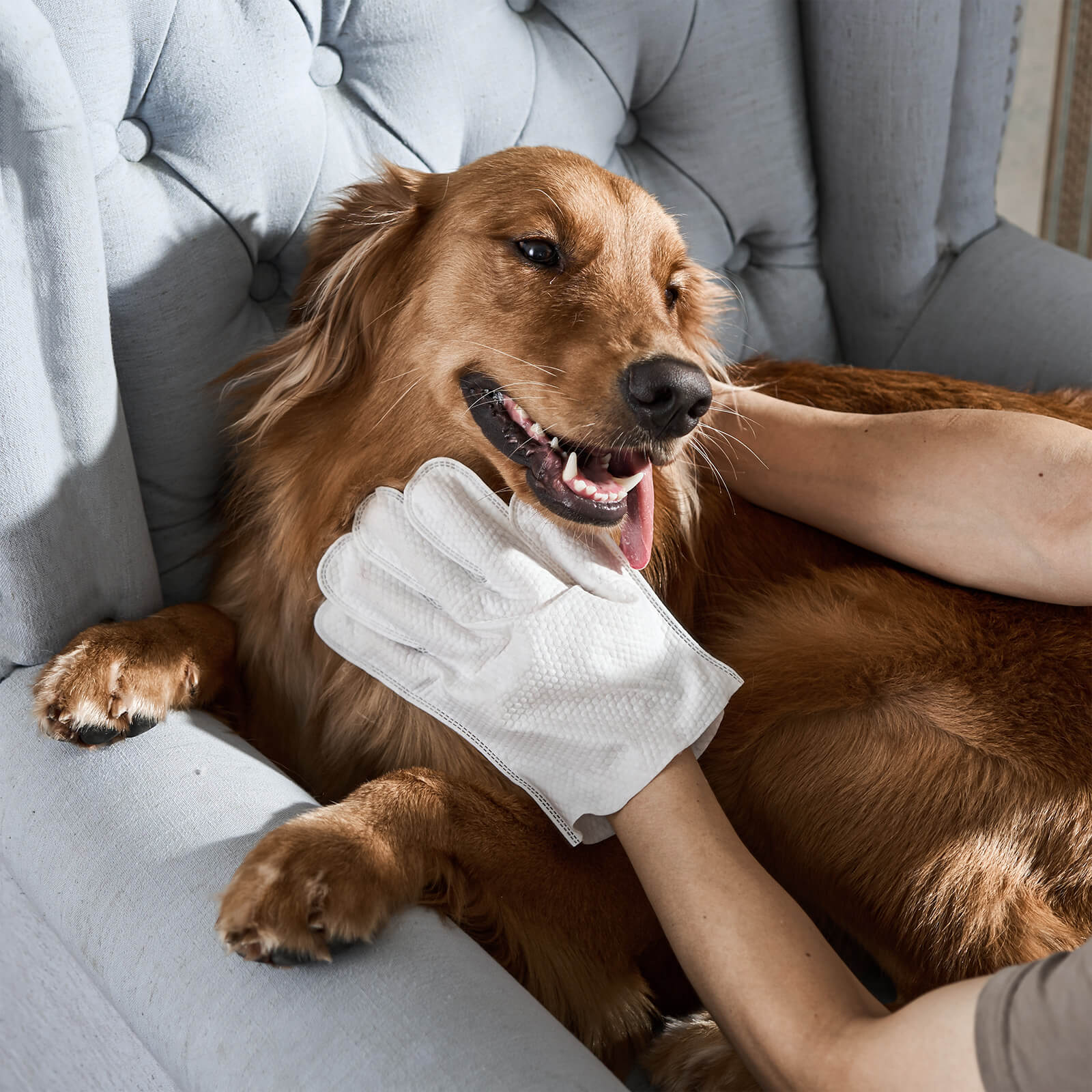 Pet Grooming Gloves | Dog Washing Gloves-Pet Wipes-Sasha Sydney
