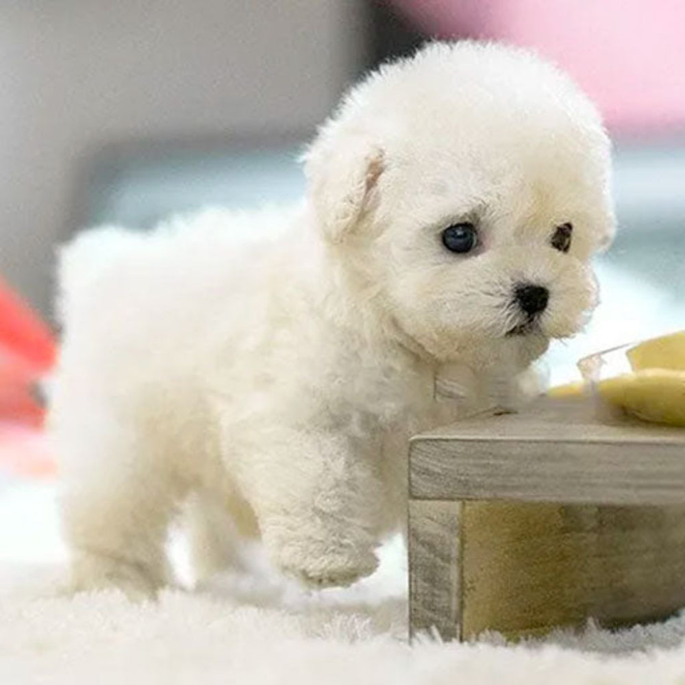 Interactive Toy Dog | Puppy Interactive Children's Toy-Interactive Toy-Sasha Sydney