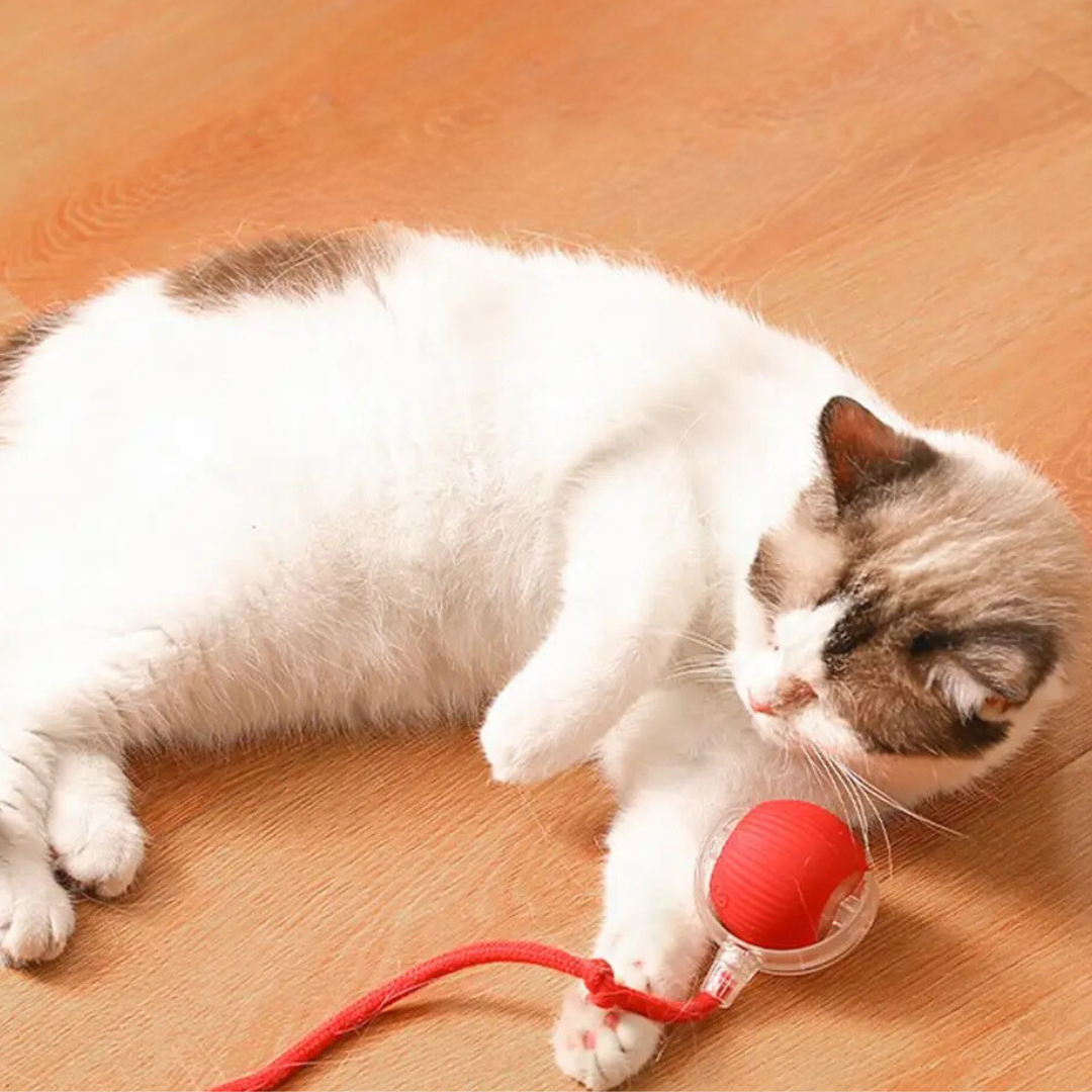 Cat Toy | Interactive Cat Ball Accessory-Cat Toy-Sasha Sydney